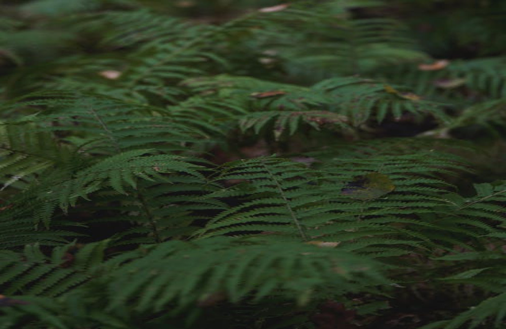 Wat betekent biodiversiteit?