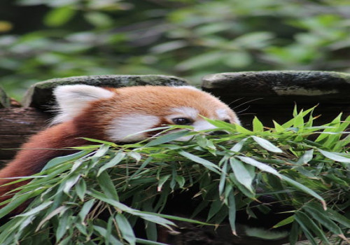 Hoe helpt biodiversiteit bij het behouden van een gezond ecosysteem?