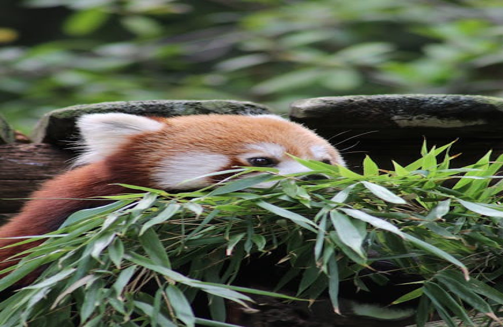 Hoe helpt biodiversiteit bij het behouden van een gezond ecosysteem?