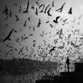 Waarom trekken vogels in de herfst naar het zuiden?