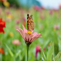 Welke vlinders kun je in juli 2026 in Belgische tuinen spotten en hoe lok je ze