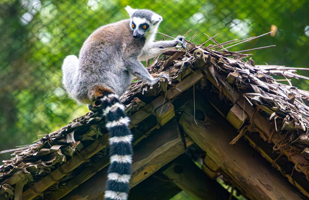 Waarom zijn inheemse planten cruciaal voor lokale insecten?