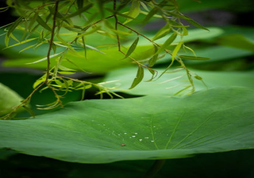 Hoe werkt fotosynthese bij planten?