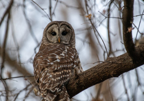 Hoe herken je roofvogels in België aan hun silhouet en gedrag