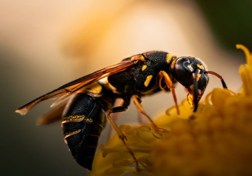 Waarom worden wespen in augustus zo opdringerig in Belgische tuinen