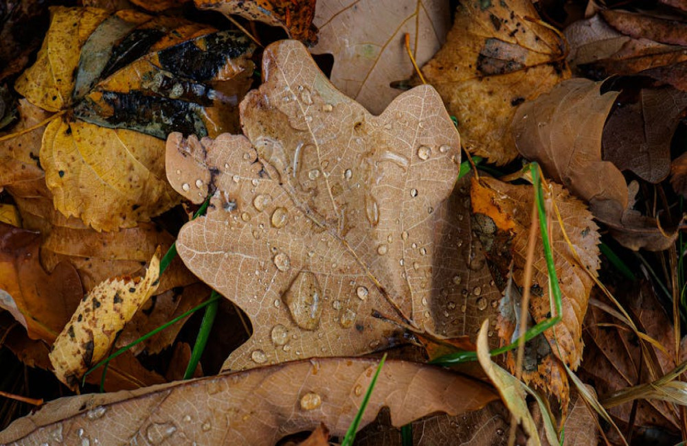 Waarom laat de eik zijn blad zo lang hangen en wat betekent dat voor dieren?
