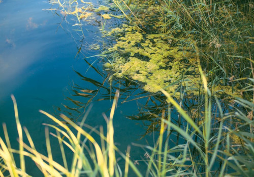 Waarom ontstaat blauwalg in zwemwater en hoe kun je algenbloei voorkomen