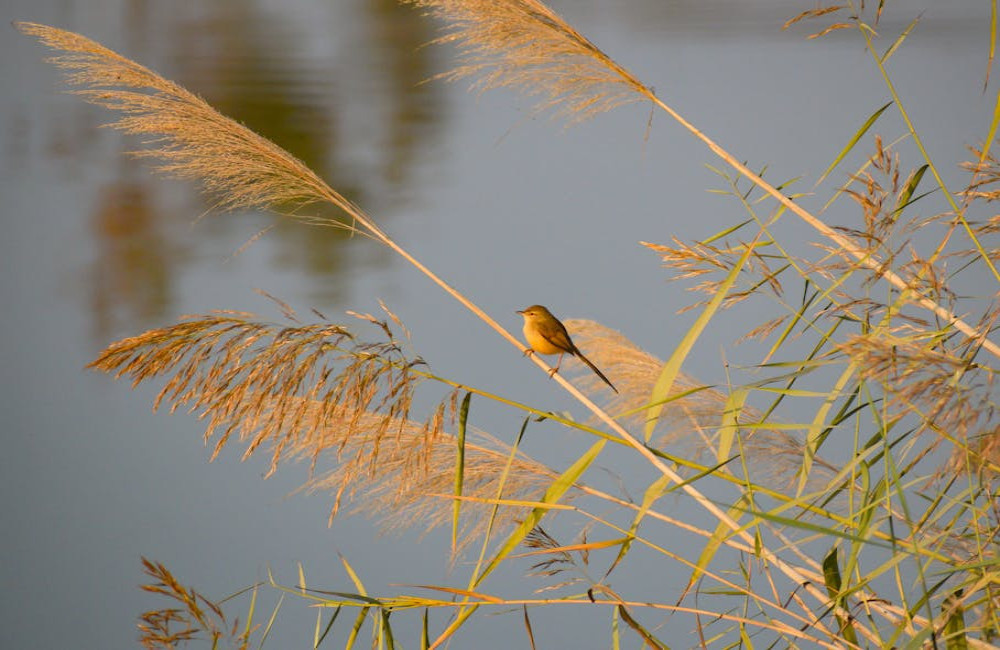 Hoe een takkenril in je tuin dieren helpt overwinteren
