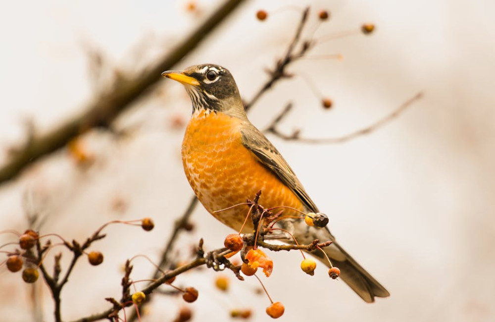 Waarom groeien sommige planten alleen op bepaalde plekken in de natuur?