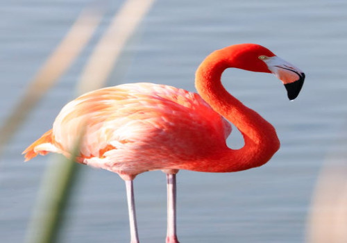 Hoe helpen wetlands bij het voorkomen van overstromingen