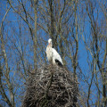 Waarom keren ooievaars elk jaar terug naar dezelfde nestplek