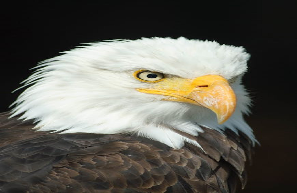 Hoe herkennen vogels elkaar binnen dezelfde soort?