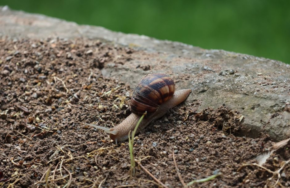 Waarom zitten er in juni zoveel naaktslakken in de moestuin en wat helpt echt zonder gif