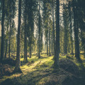 Hoe communiceren bomen met elkaar in een bos?