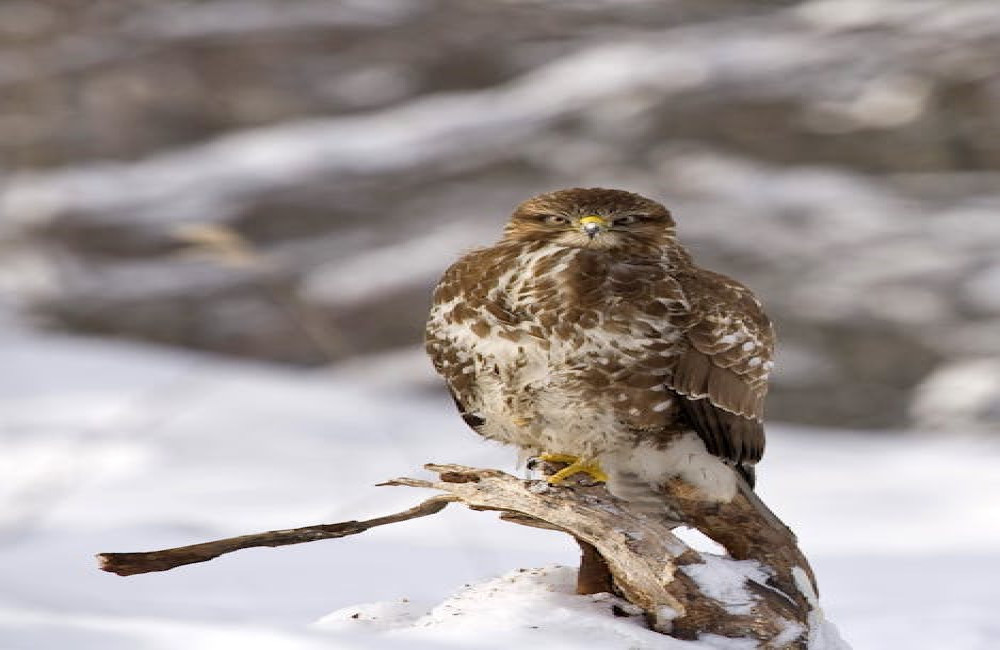 Wat is het verschil tussen een buizerd en een havik in Nederland?