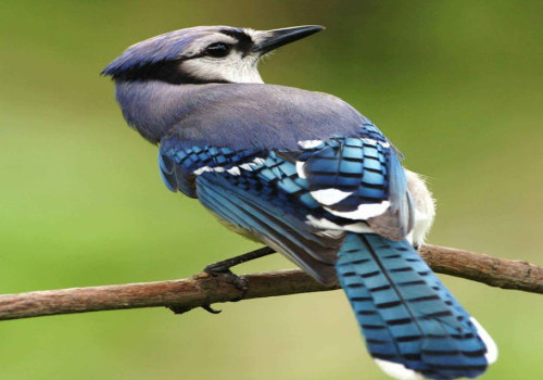Waarom fluiten vogels vroeg in de ochtend?