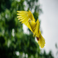 Waarom zingen vogels 's ochtends zo vroeg?