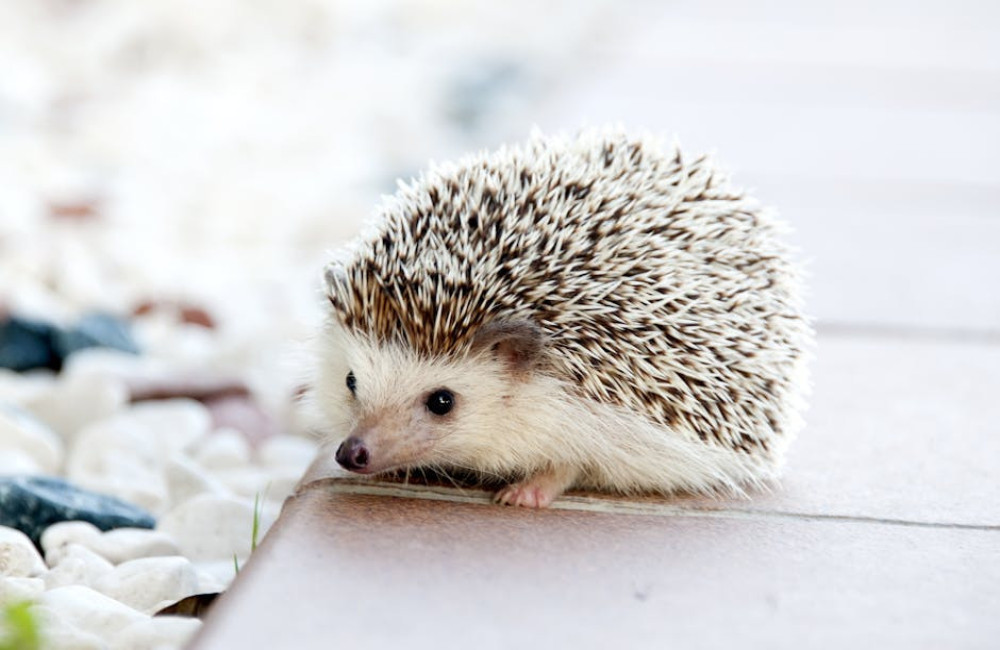 Hoe lang leeft een egel gemiddeld in het wild? Dit is wat je moet weten