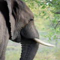 Hoe overleven dieren in de winterkou?