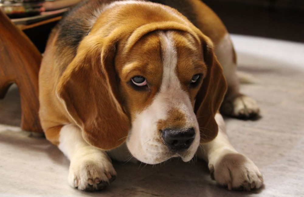 Nederlandse naam beagle: dit is hoe het hondenras heet