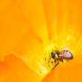 hoe helpt wildflower zaaien bij het redden van bijen in 2025?