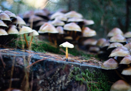 Welke paddenstoelen kun je in september 2026 al spotten in Belgische bossen?