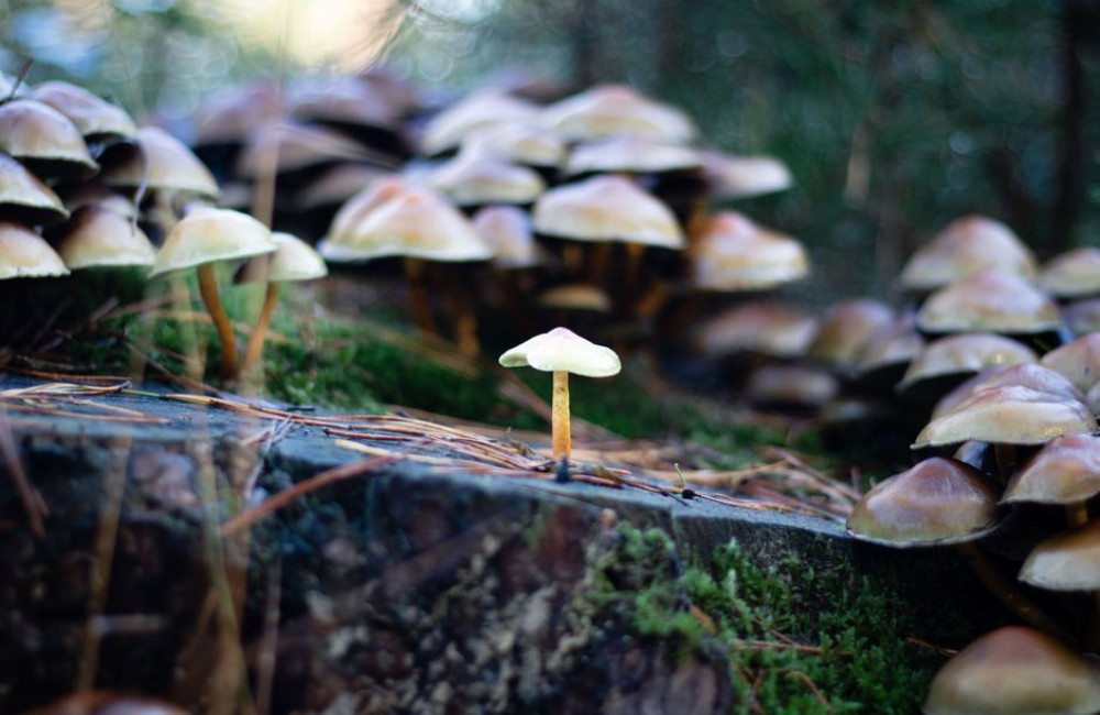 Welke paddenstoelen kun je in september 2026 al spotten in Belgische bossen?