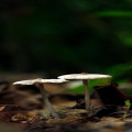 Wat is de functie van paddenstoelen in het ecosysteem?