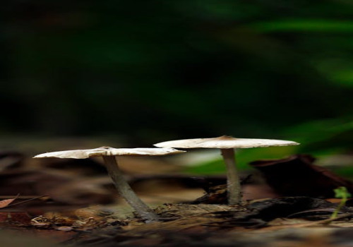 Wat is de functie van paddenstoelen in het ecosysteem?