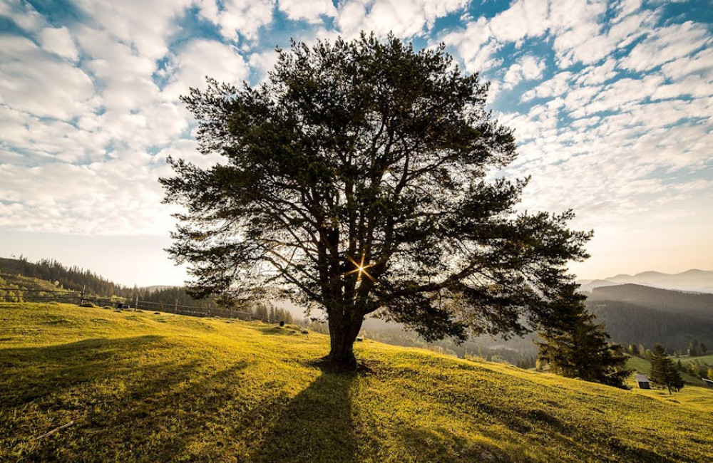 Hoe herken je oude bomen in het bos en waarom zijn ze zo belangrijk