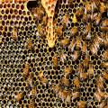 Waarom zijn bijen zo belangrijk voor onze natuur?