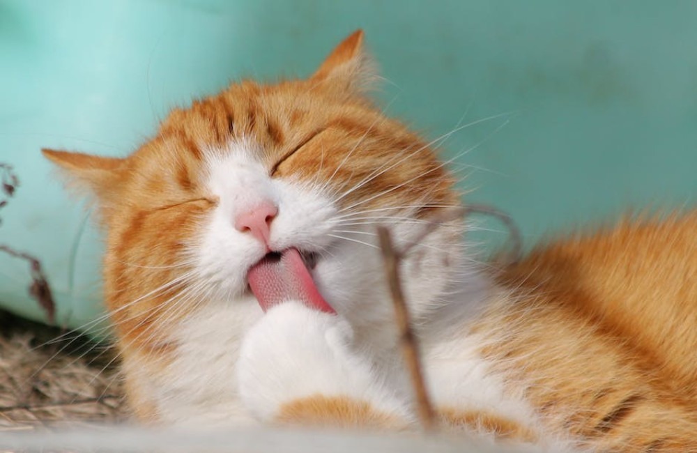Wat betekent ‘de kat uit de boom kijken’ en waar komt het vandaan?