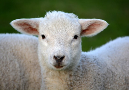 Welke dieren maken de natuur zo uniek op de Faeröer eilanden?