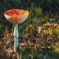 Hoe herken je eetbare paddenstoelen in het wild in Nederland?