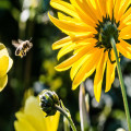 Waarom zijn bijen belangrijk voor de natuur?