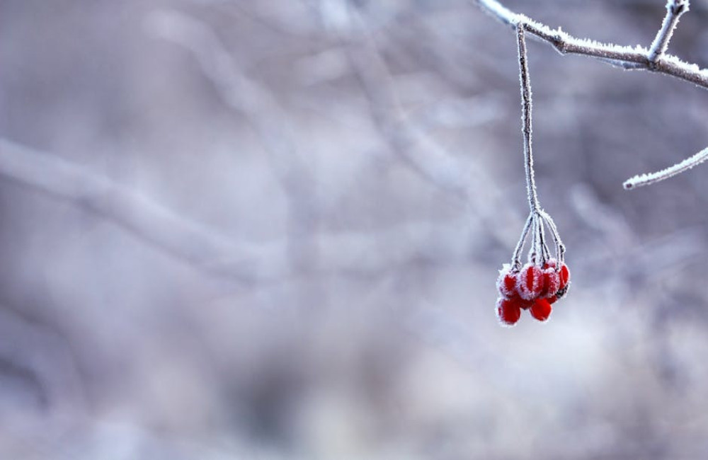 hoe overleven dieren in de winter zonder voedsel en onderdak?