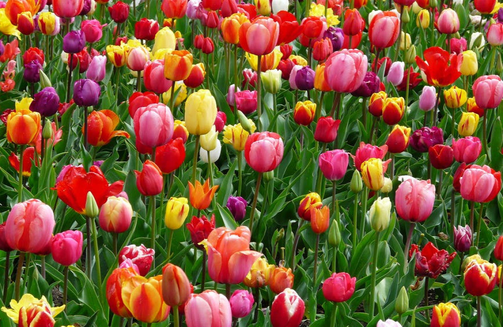 Waar zie je de mooiste wilde bloemen in Nederland?