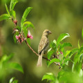 Waarom sommige vogels niet naar het zuiden trekken in de winter