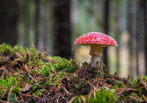 Hoe helpt mos bij het herstellen van beschadigde ecosystemen?