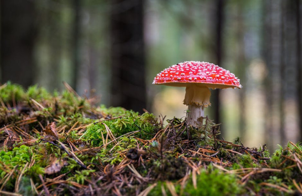Hoe helpt mos bij het herstellen van beschadigde ecosystemen?