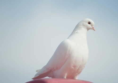 Waarom zingen vogels vooral 's ochtends? Het ochtendkoor uitgelegd