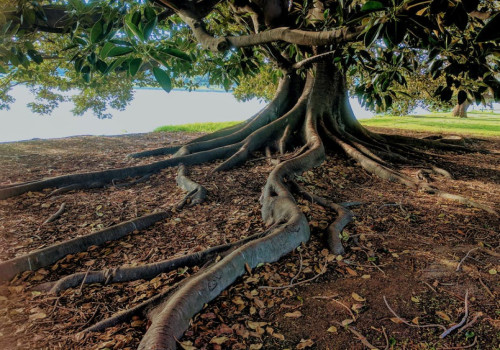 Gaan bomen dood in de winter? Dit is wat er echt gebeurt met bomen tijdens koude maanden