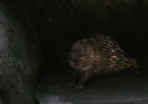 Hoe herken je een bever in Vlaanderen en waar kan je ze het vaakst zien?