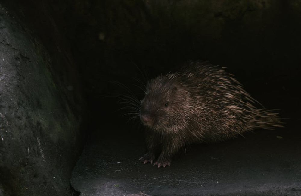 Hoe herken je een bever in Vlaanderen en waar kan je ze het vaakst zien?