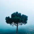 Waarom zijn oude bomen belangrijk voor de biodiversiteit?
