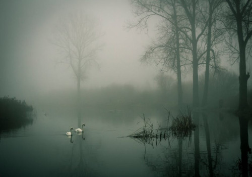 Wat is het verschil tussen mist en nevel? Uitleg over de twee weertypes