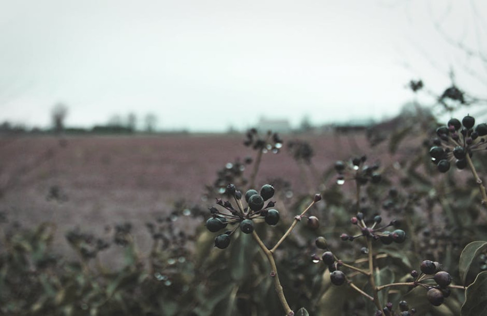 Welke planten zijn geschikt voor een natuurlijke houtwal in je tuin