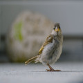 Wat doe je als je in november 2026 een gewonde vogel in je Vlaamse tuin vindt