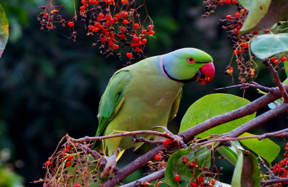 Waarom bouwen vogels hun nest op specifieke plekken?
